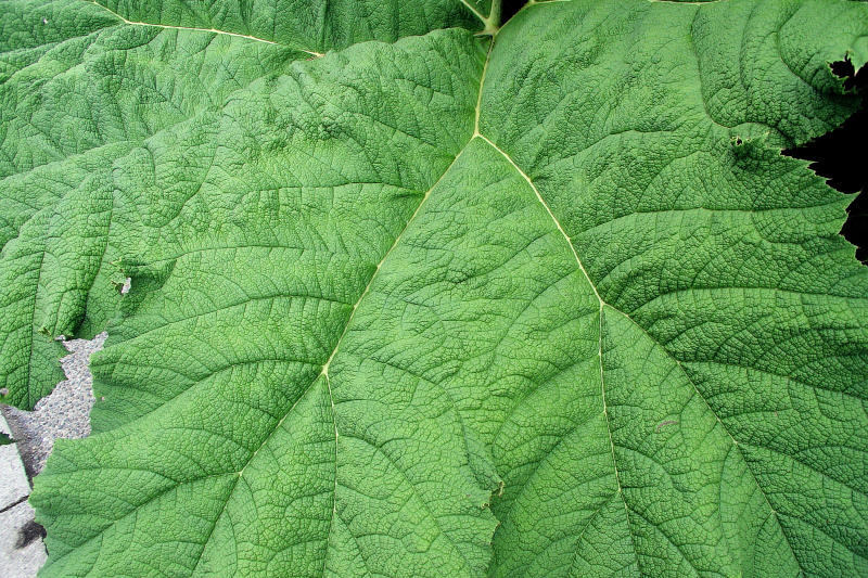 Elephant plant leaf