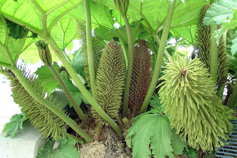 Underneath the Elephant plant