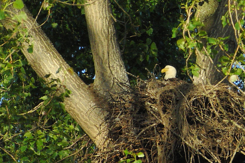 Eagle's nest at Richmond dykes