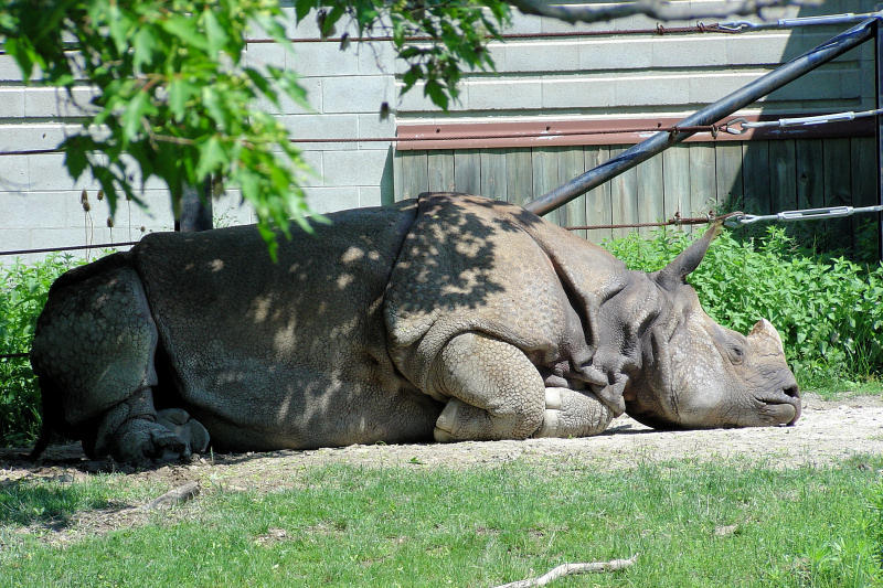 Rhino having a nap