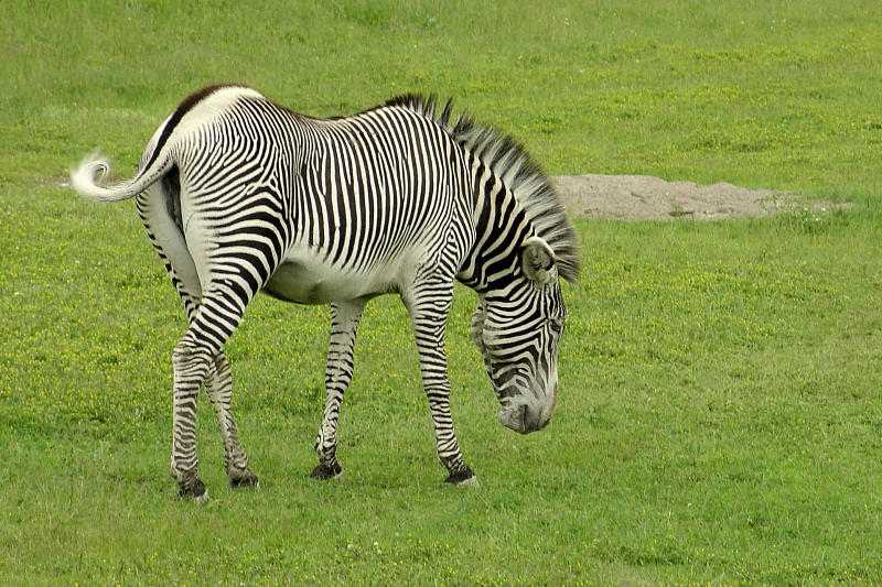 Zebra going...