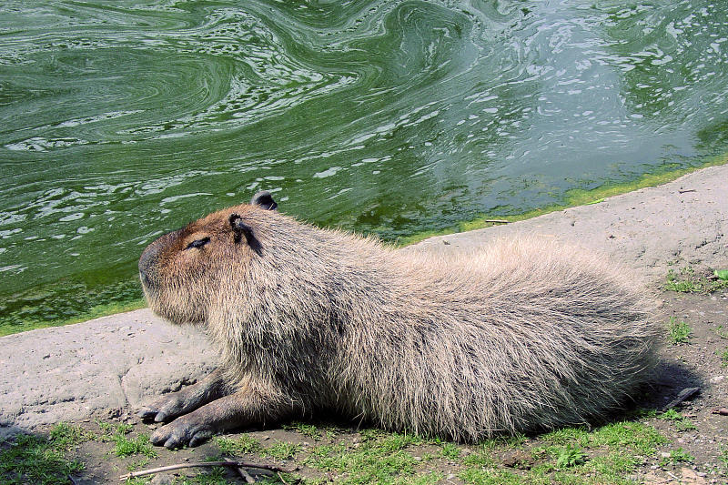 Capybara...the World's Largest Rodent