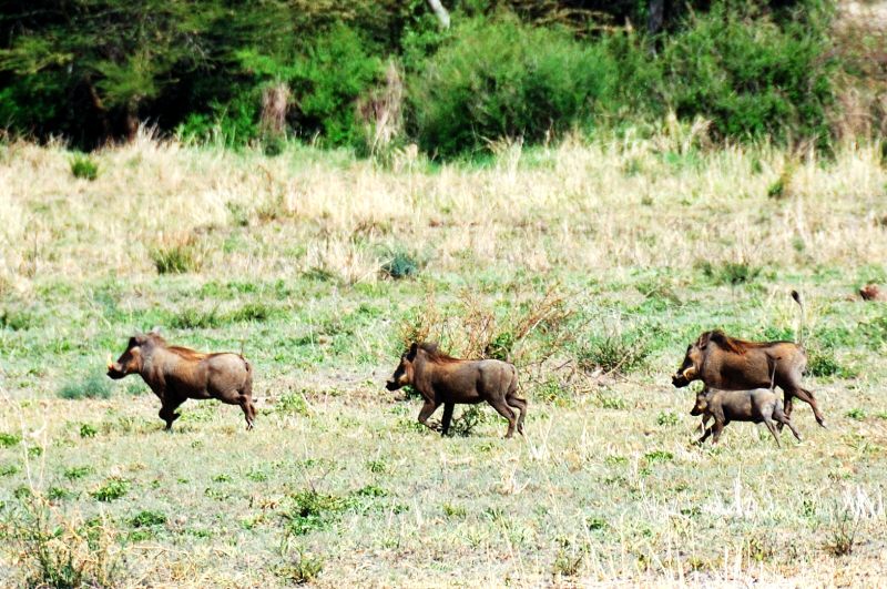 warthog family