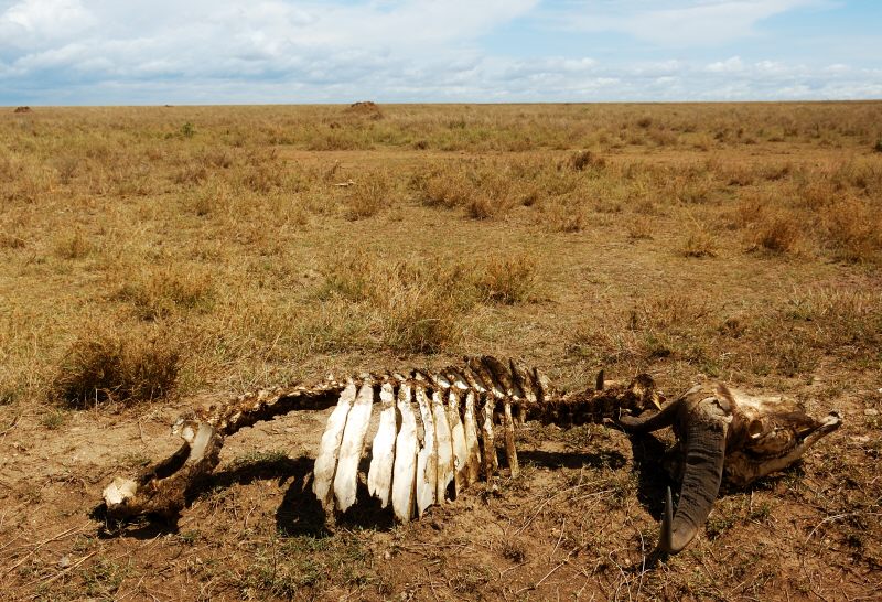 recently deceased cape buffalo