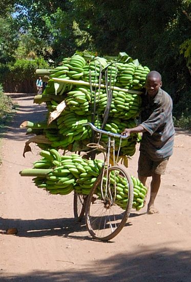 man carrying 600 pounds of bananas on a bicycle