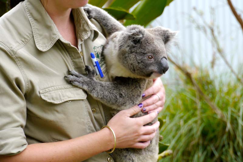 Koala with keeper
