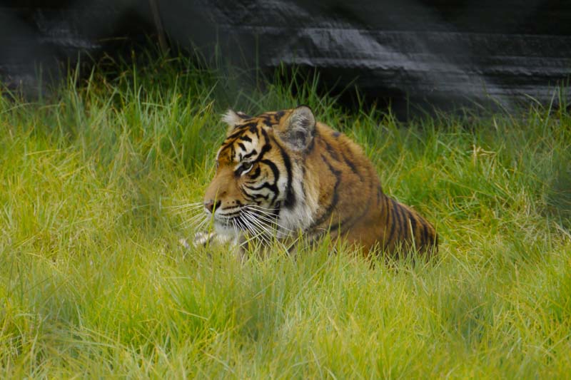 Sumatran tiger