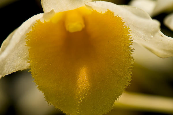 macro-7