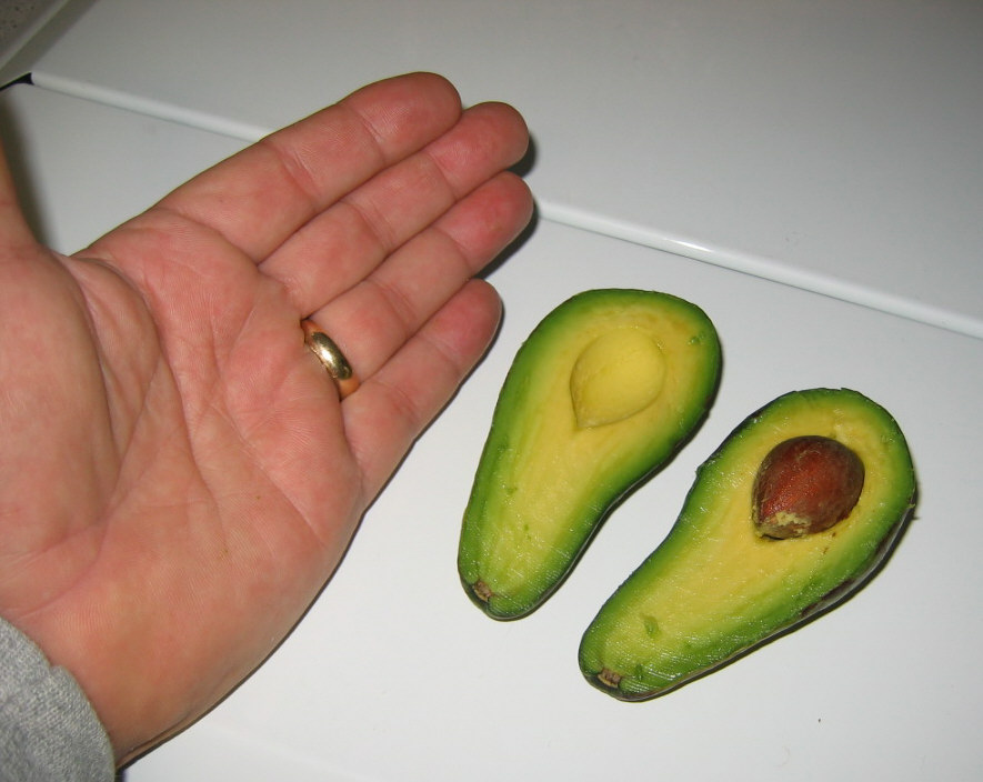 First Avocado from OUR tree.jpg