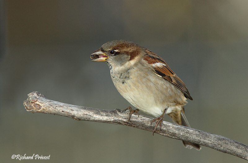 Moineau domestique F Repentigny 01-11-2009.jpg