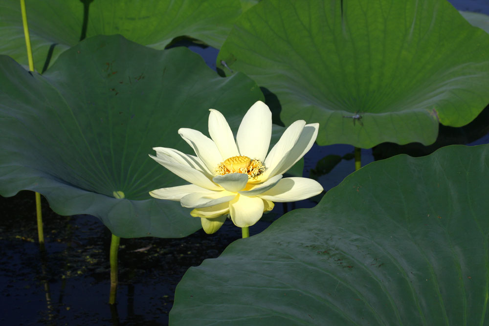 Graine a Voler - American Lotus