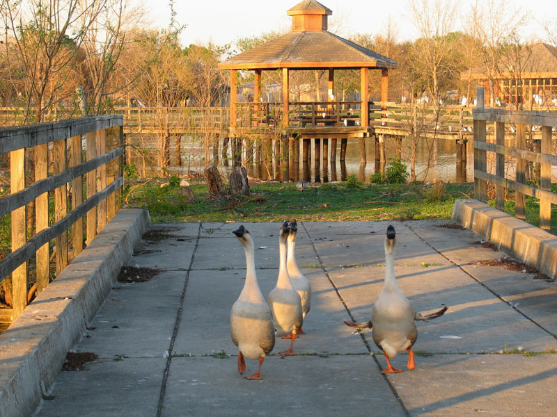 Geese On Golden Pond