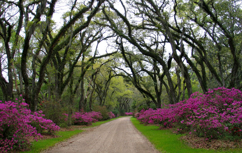 Afton Villas Entrance of a Cathedral of Live Oaks and Azaleas
