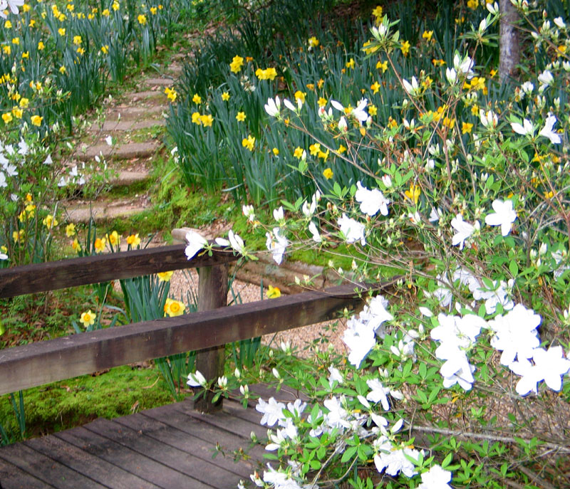 Daffodils and Azaleas