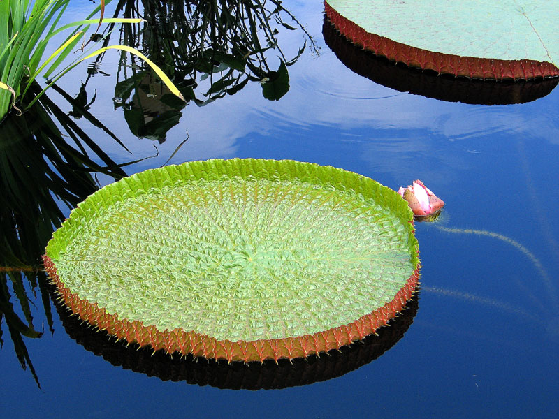 Lily Pad