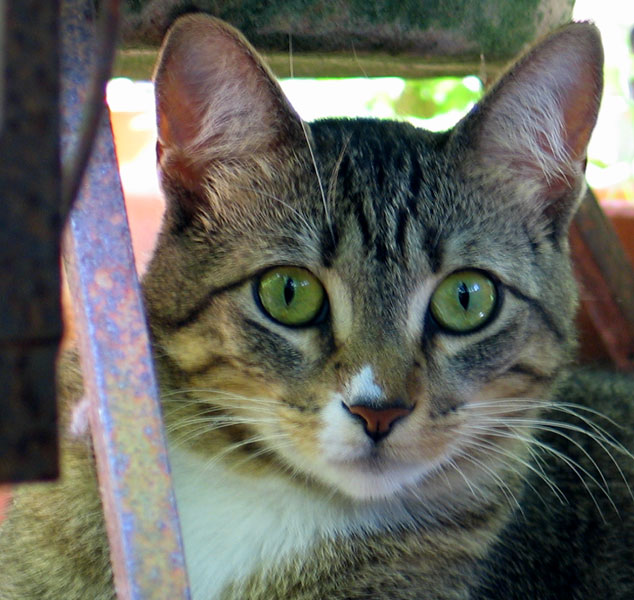 Little Minou
