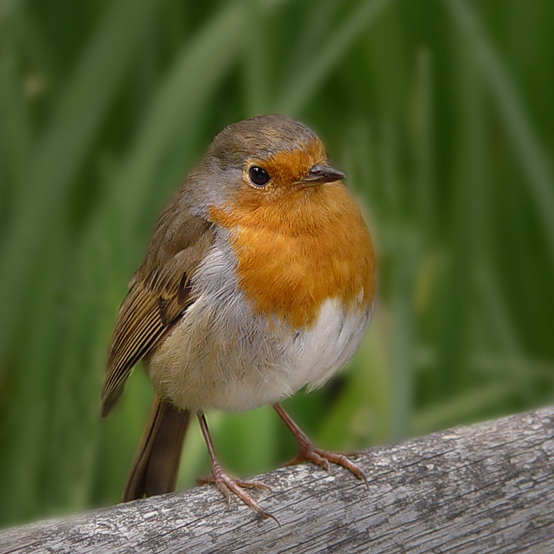 Robin