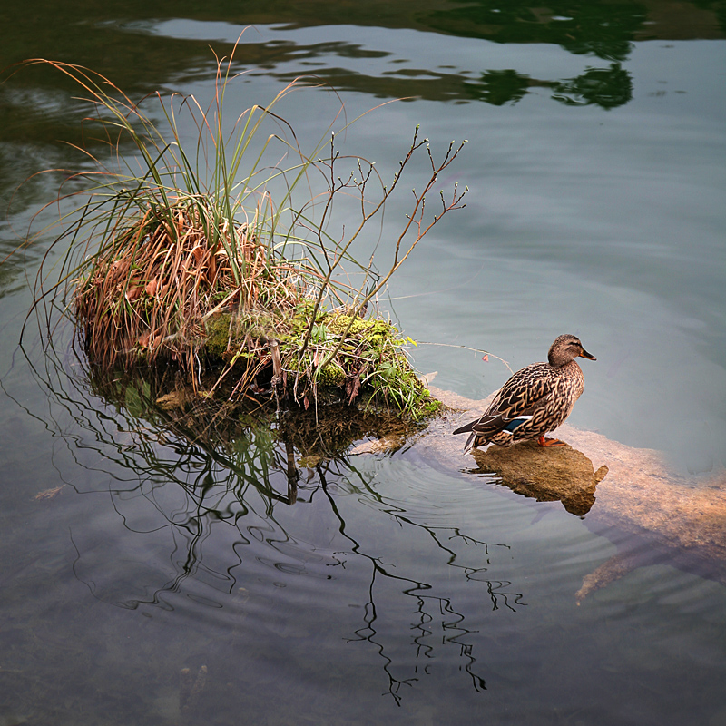 Resting