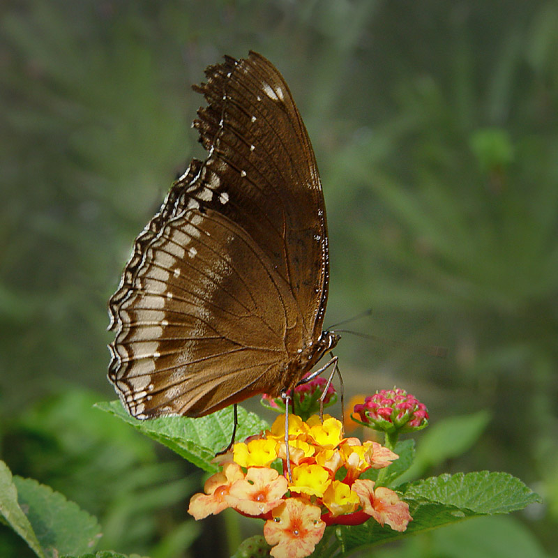 thai6021.jpg