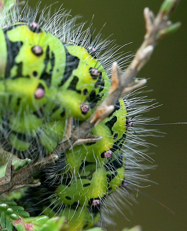 Caterpillar