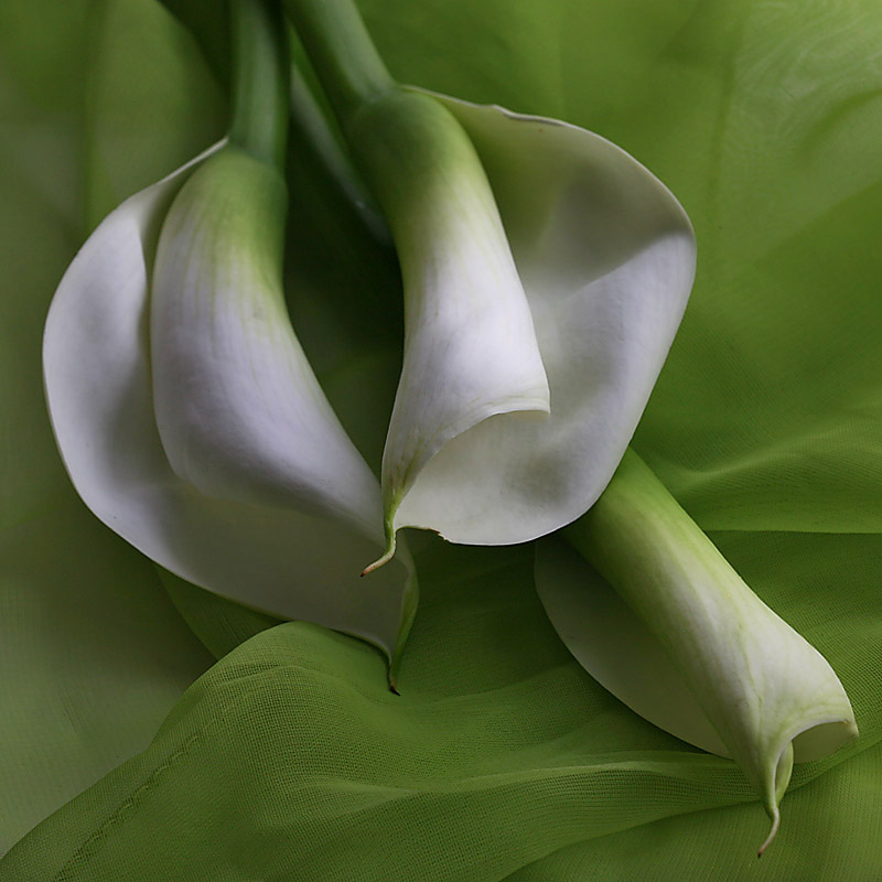 Arum Lillies