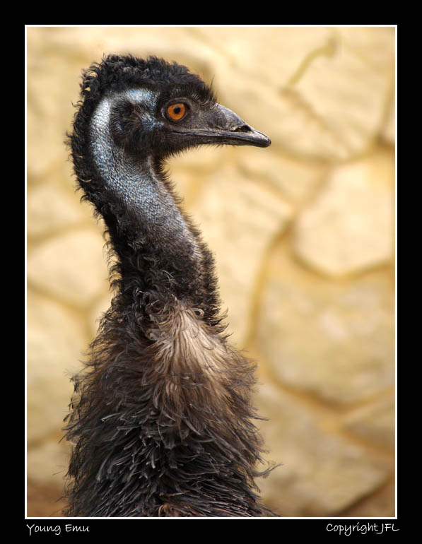 Young Emu