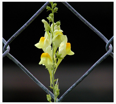 Toadflax 12.JPG