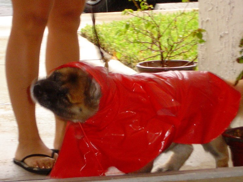 A raincoat for dogs? What the ????