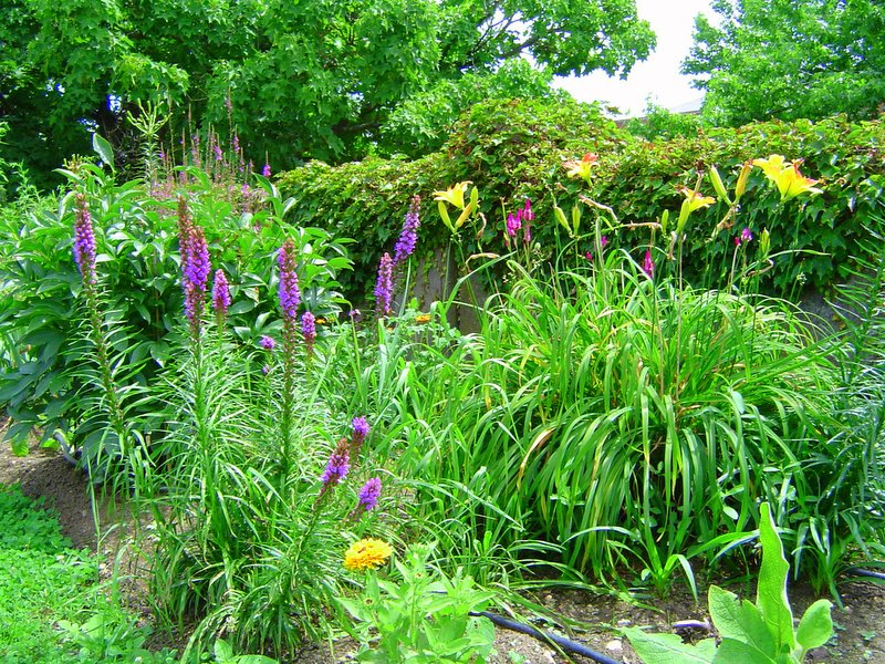 UCONN GARDENS