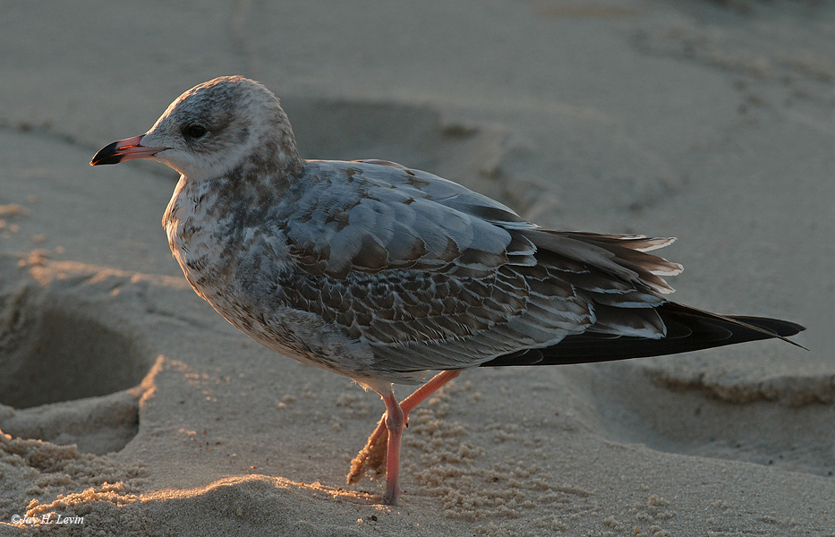 Juvenile Herring Gull on Miners Beach
