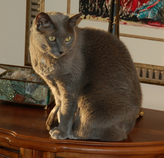 Delilah (The Shy One)