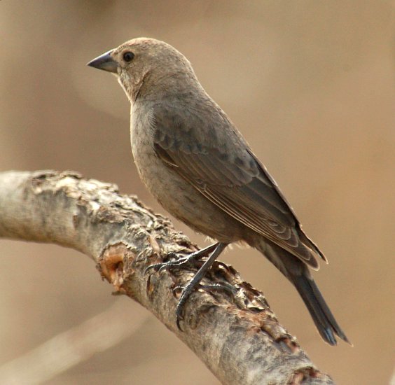 Female Brown-Headed Cowbird