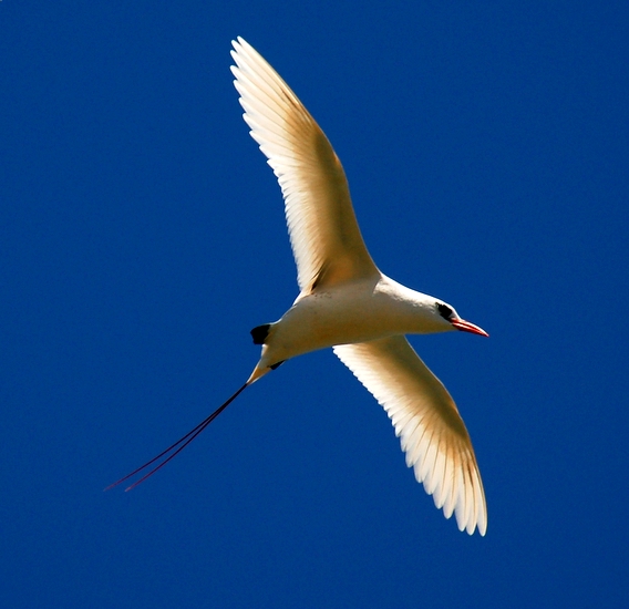 Red-tailed Tropicbird