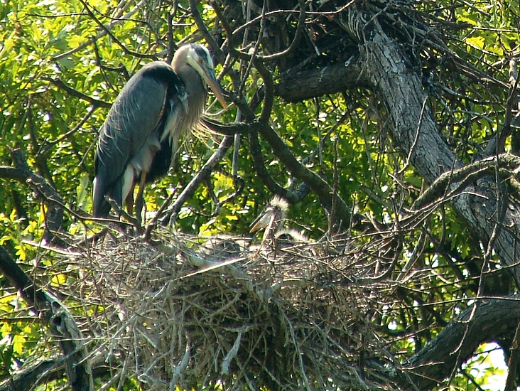 Another Mother Watching Her Chicks
