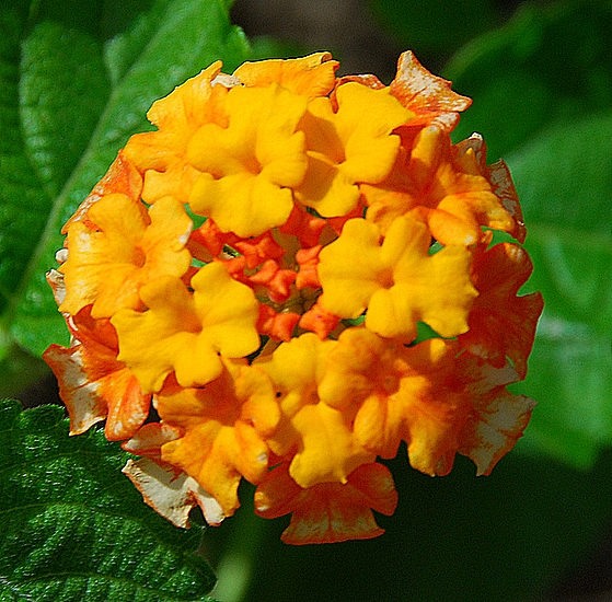 Lantana (?)