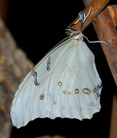 White Morpho