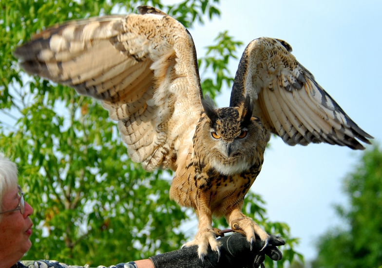 Eurasian Eagle Owl