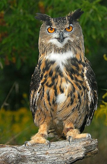 Eurasian Eagle Owl