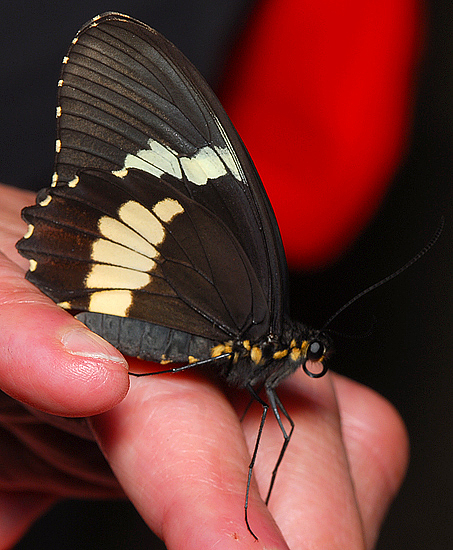 Pink Cattleheart or Transandean Cattleheart