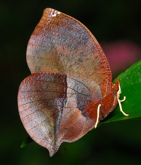 Scarlet Leafwing