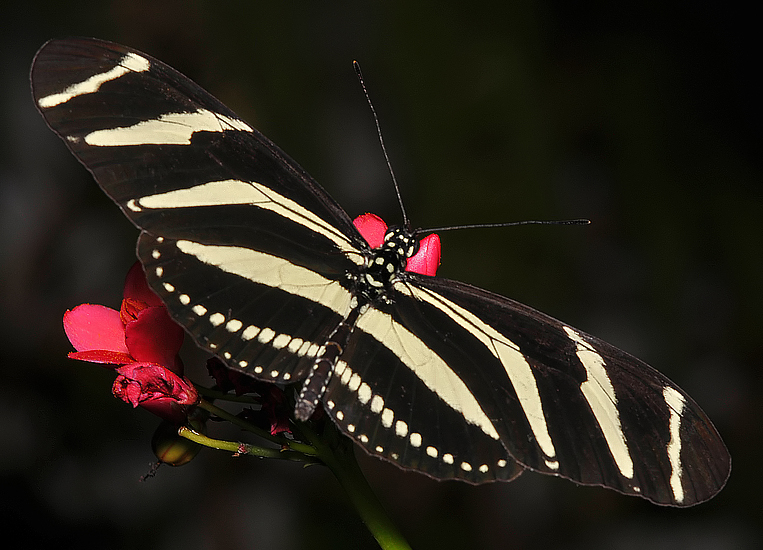 Zebra Longwing