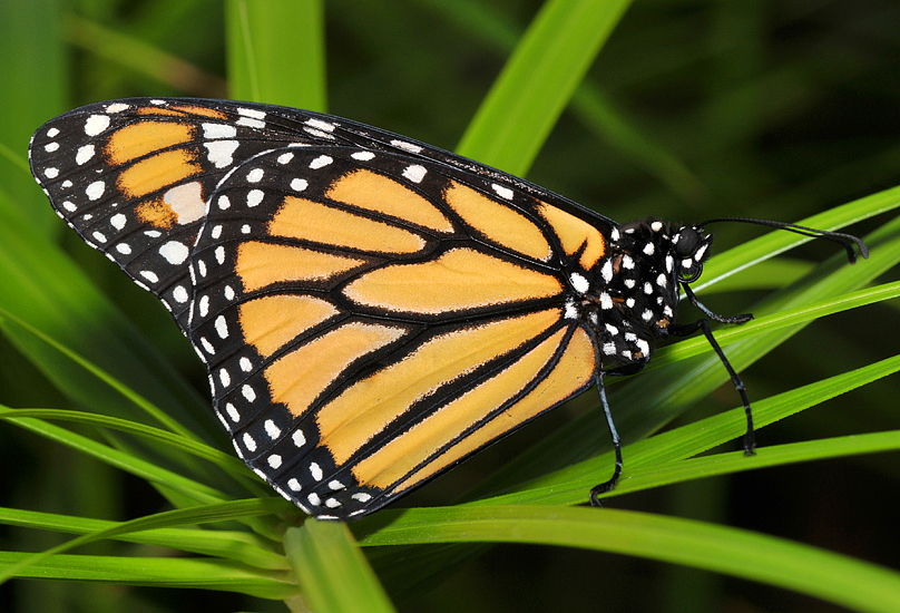 Central American Monarch (female)