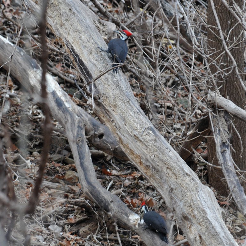 Pileated Woodpeckers