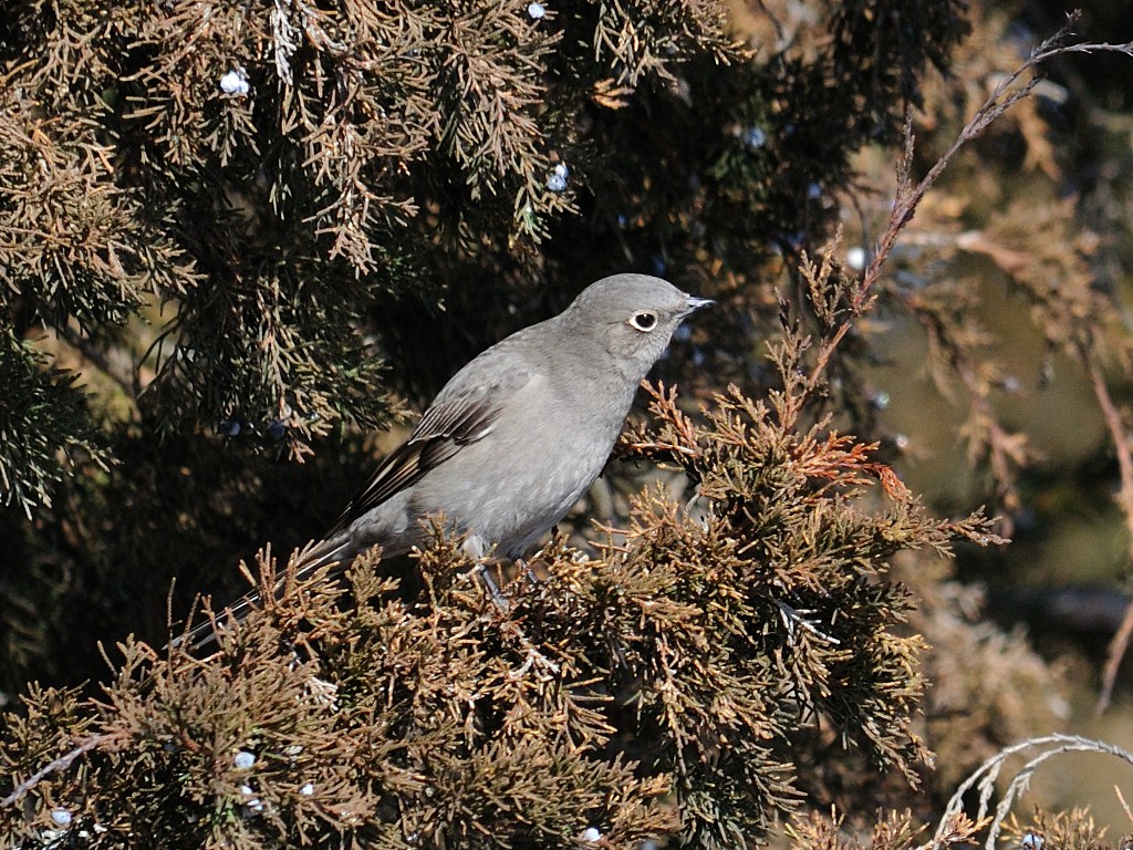 Townsends Solitaire