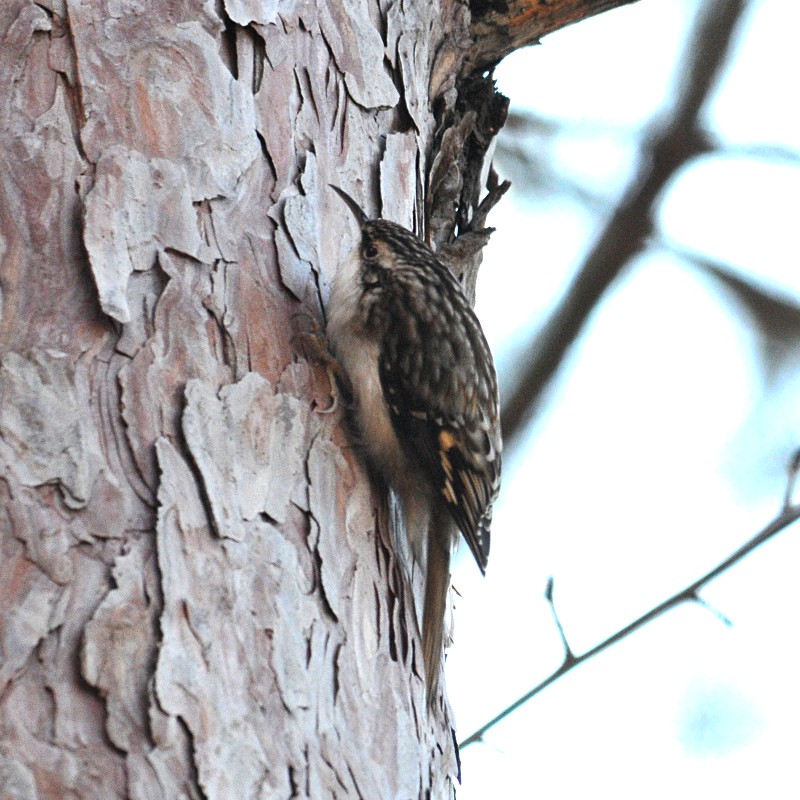 Brown Creeper