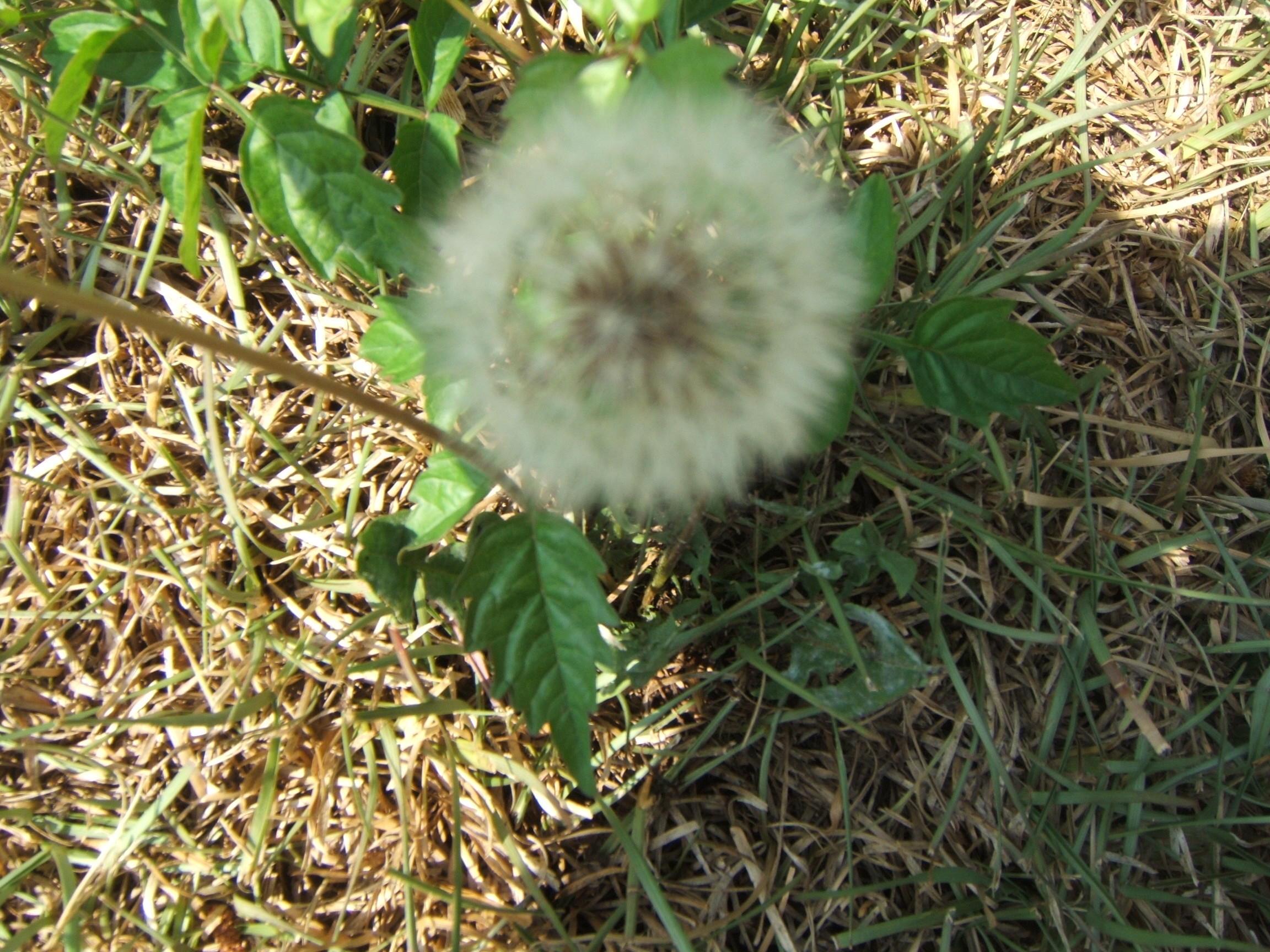     A BEAUTY ALL ALONE