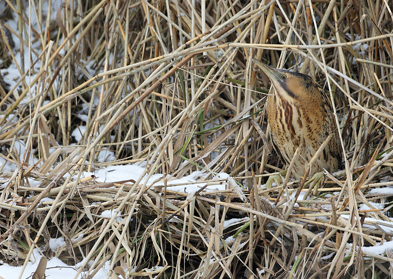 Bittern-Botaurus stellaris