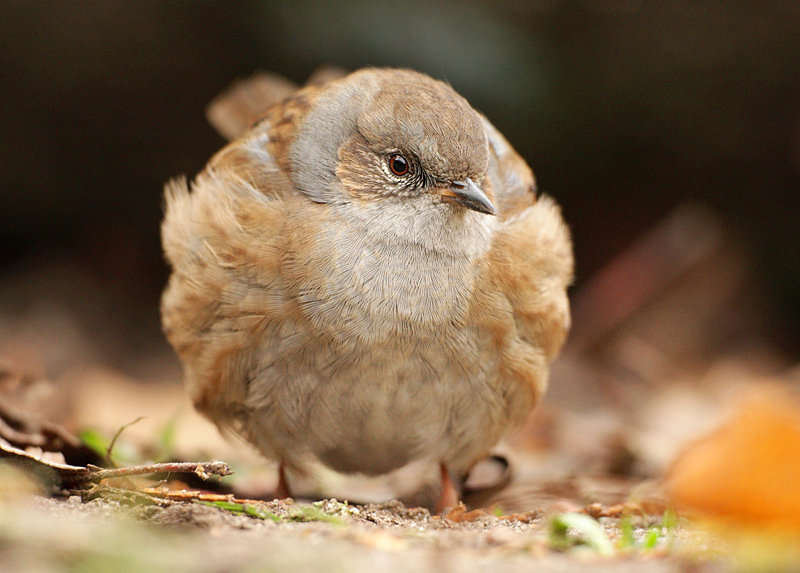 Dunnock-Prunella modularis