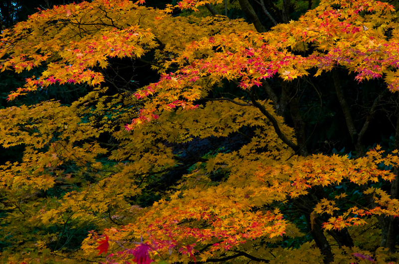Autumn 2008-0169-1.jpg