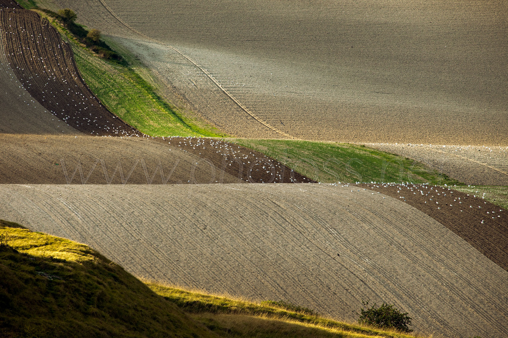 Sussex Ribbons